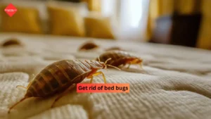 Get Rid of Bed Bugs