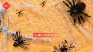 Spider control tips