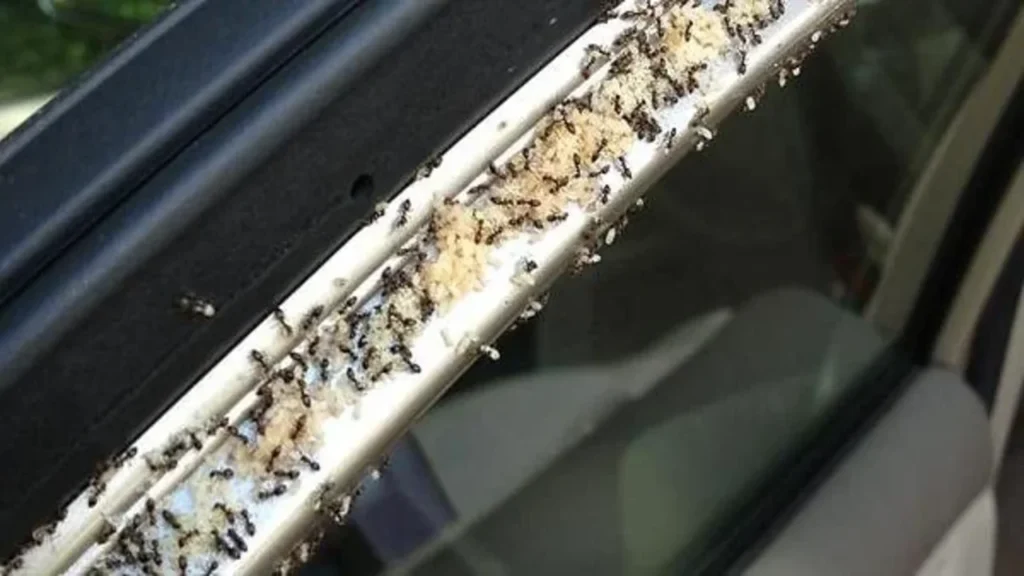 Rid of Ants from Your Car