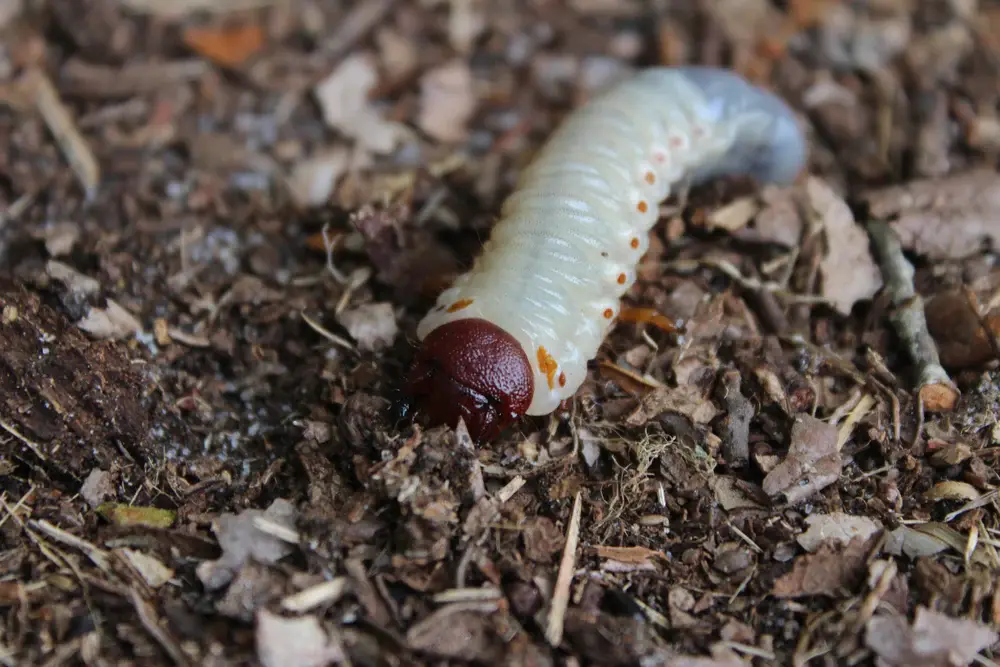 get rid of grubs