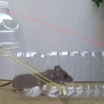 Homemade Mouse Trap Ideas! DIY and Other Solutions