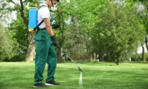 DIY Pesticide