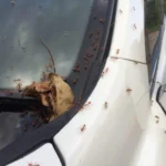 Effective Ways to Get Rid of Ants from Your Car?
