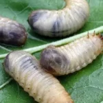 How do you get rid of grubs?