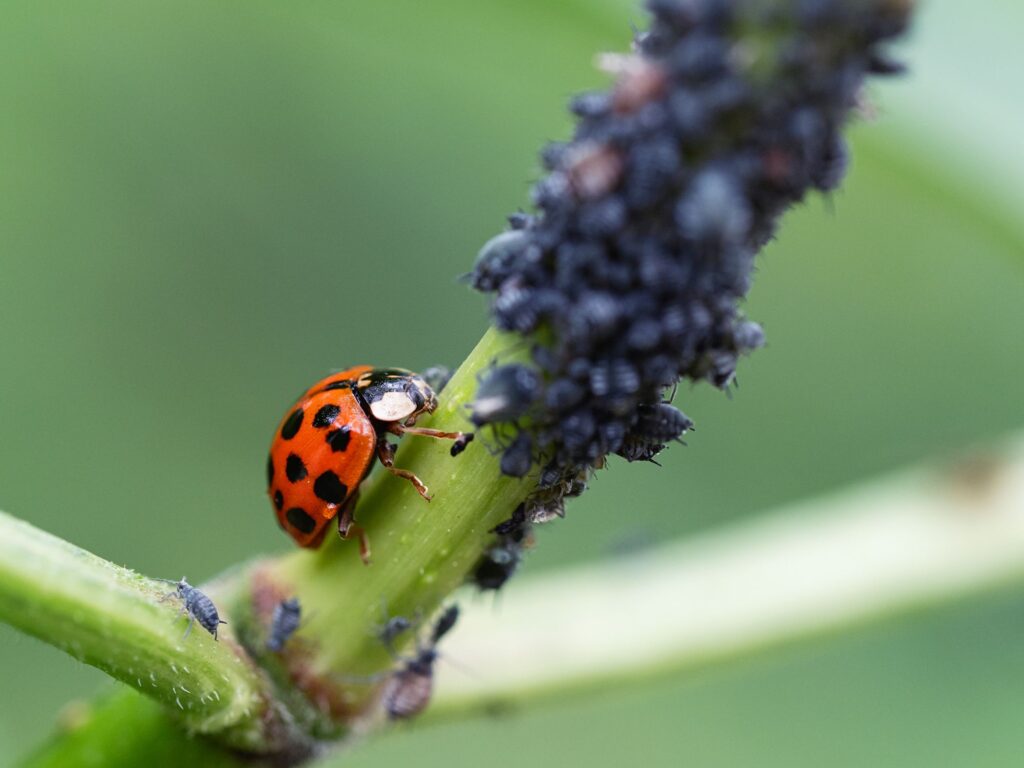 How to get rid of Ladybugs