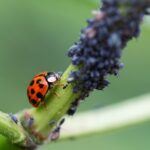 How to get rid of Ladybugs