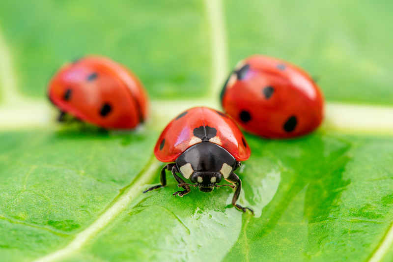 How to get rid of Ladybugs