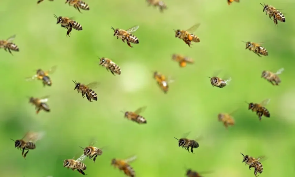 How to Get Bees Out of Your House