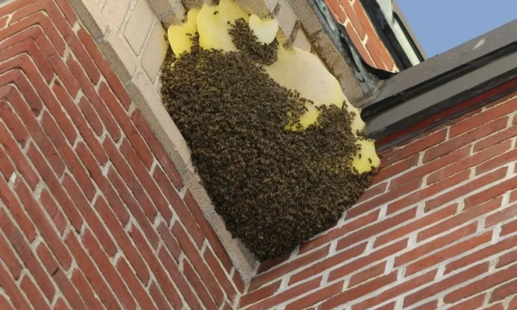 How to Get Bees Out of Your House