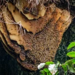 How to Get Bees Out of Your House: Safe Home Remedies