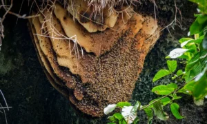 How to Get Bees Out of Your House