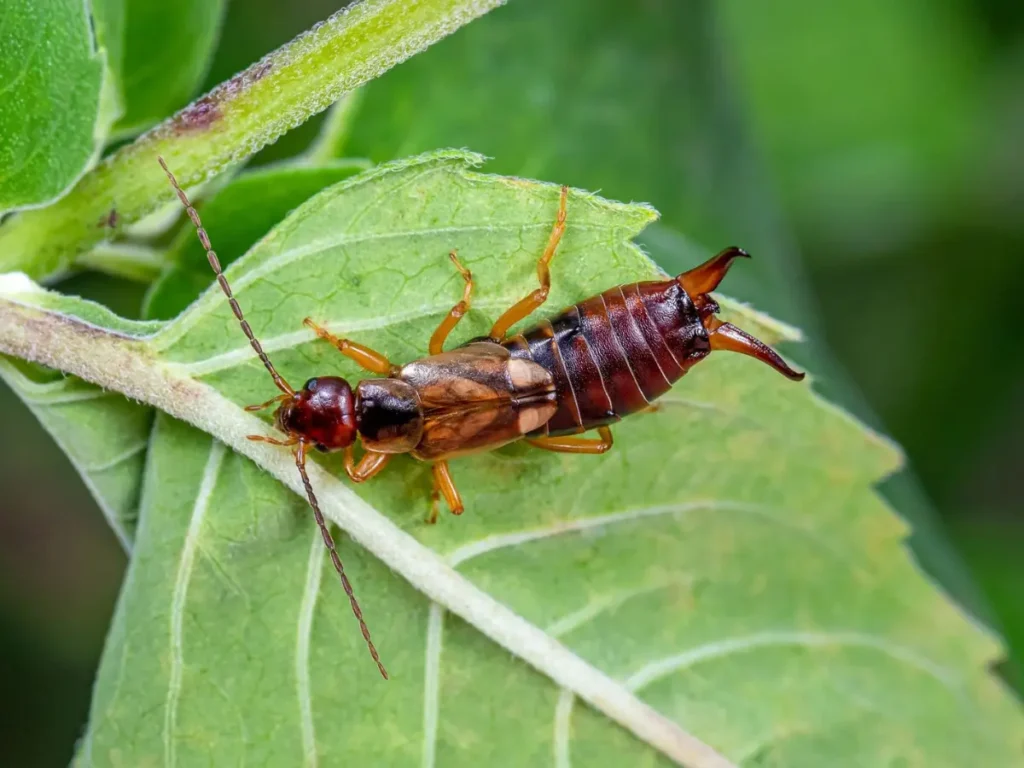 Kill Earwigs in Your Grass