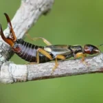 How to Kill Earwigs in Your Grass
