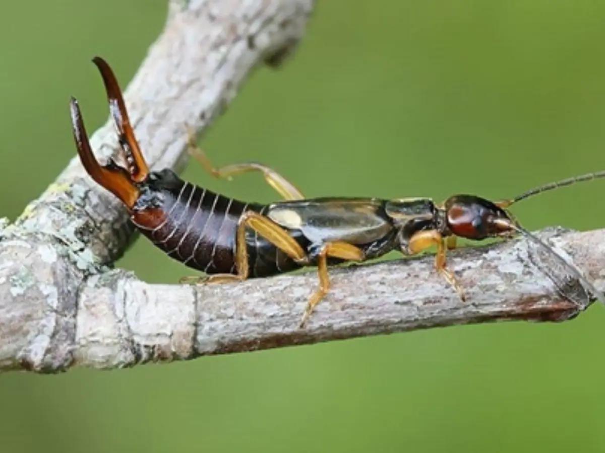 How to Kill Earwigs in Your Grass