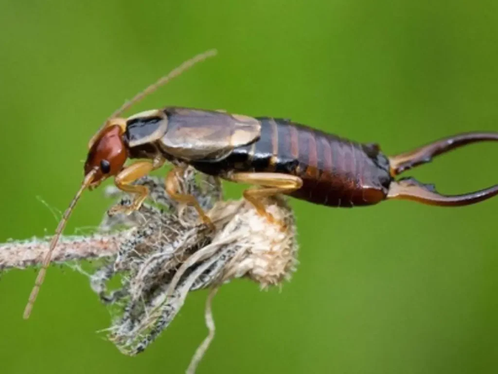 Kill Earwigs in Your Grass