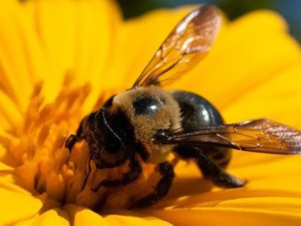 Get Rid of Carpenter Bees