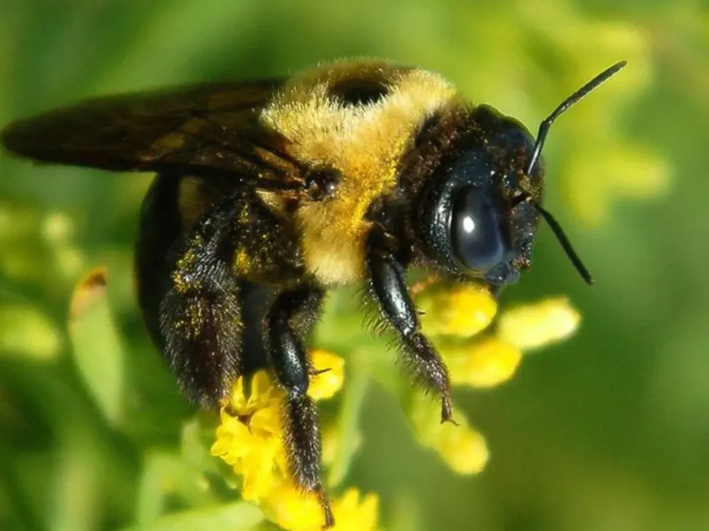 Get Rid of Carpenter Bees