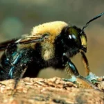  Ways to Get Rid of Carpenter Bees!
