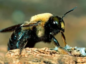 Get Rid of Carpenter Bees