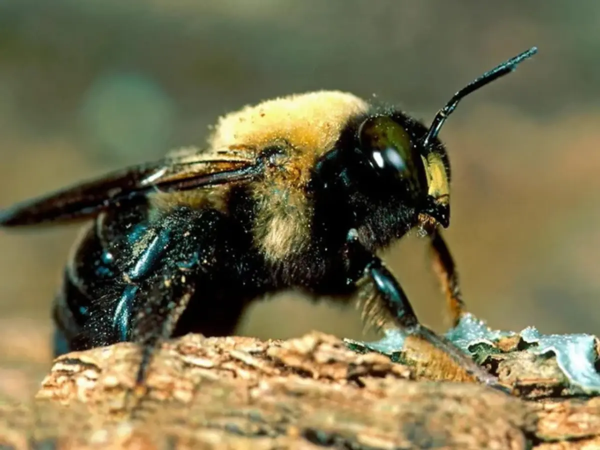  Ways to Get Rid of Carpenter Bees!