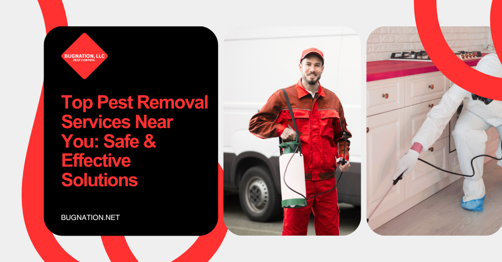 Top Pest Removal Services Near You: Safe & Effective Solutions